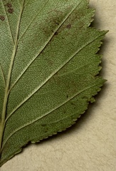 Parornix inusitatumella