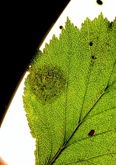 Parornix inusitatumella