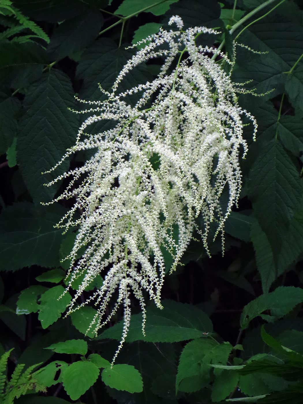 Aruncus dioicus