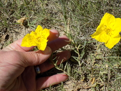 Oenothera hartwegii