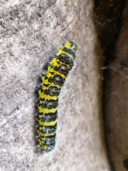 Copaxa multifenestrata