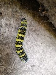 Copaxa multifenestrata