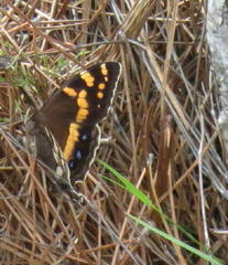 Aeropetes tulbaghia