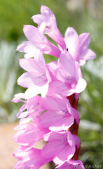 Watsonia pulchra