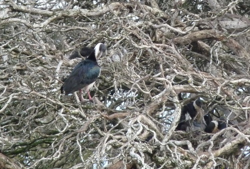 Straw-necked Ibis