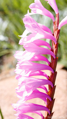 Watsonia pulchra