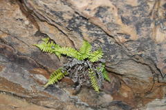 Blechnum australe australe