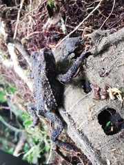 Rhinella justinianoi