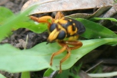 Laphria saffrana