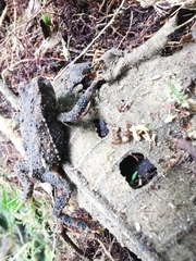 Rhinella justinianoi