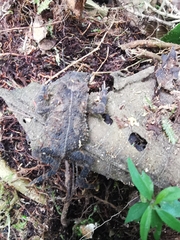 Rhinella justinianoi