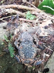 Rhinella justinianoi