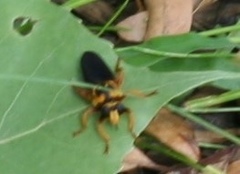 Laphria saffrana
