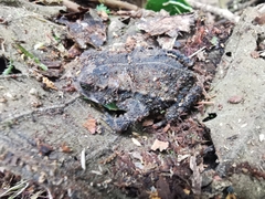 Rhinella justinianoi
