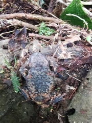 Rhinella justinianoi