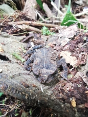 Rhinella justinianoi