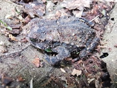 Rhinella justinianoi