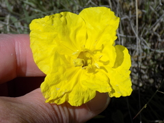 Oenothera hartwegii