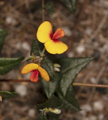 Platylobium triangulare