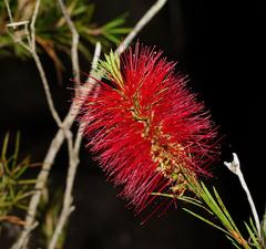 Melaleuca subulata