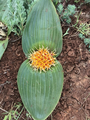Daubenya capensis