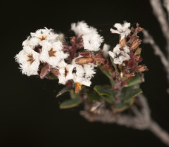 Leucopogon collinus