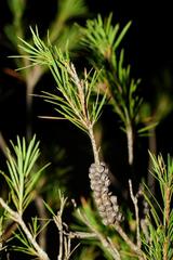 Melaleuca subulata