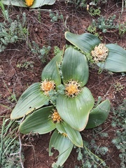 Daubenya capensis