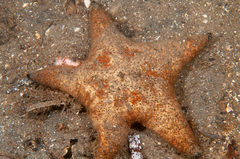 Anthenea sidneyensis