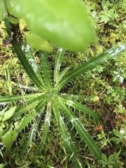 Eryngium proteiflorum