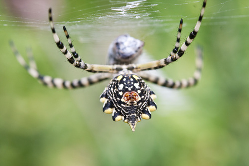 Common Garden Orbweb Spider