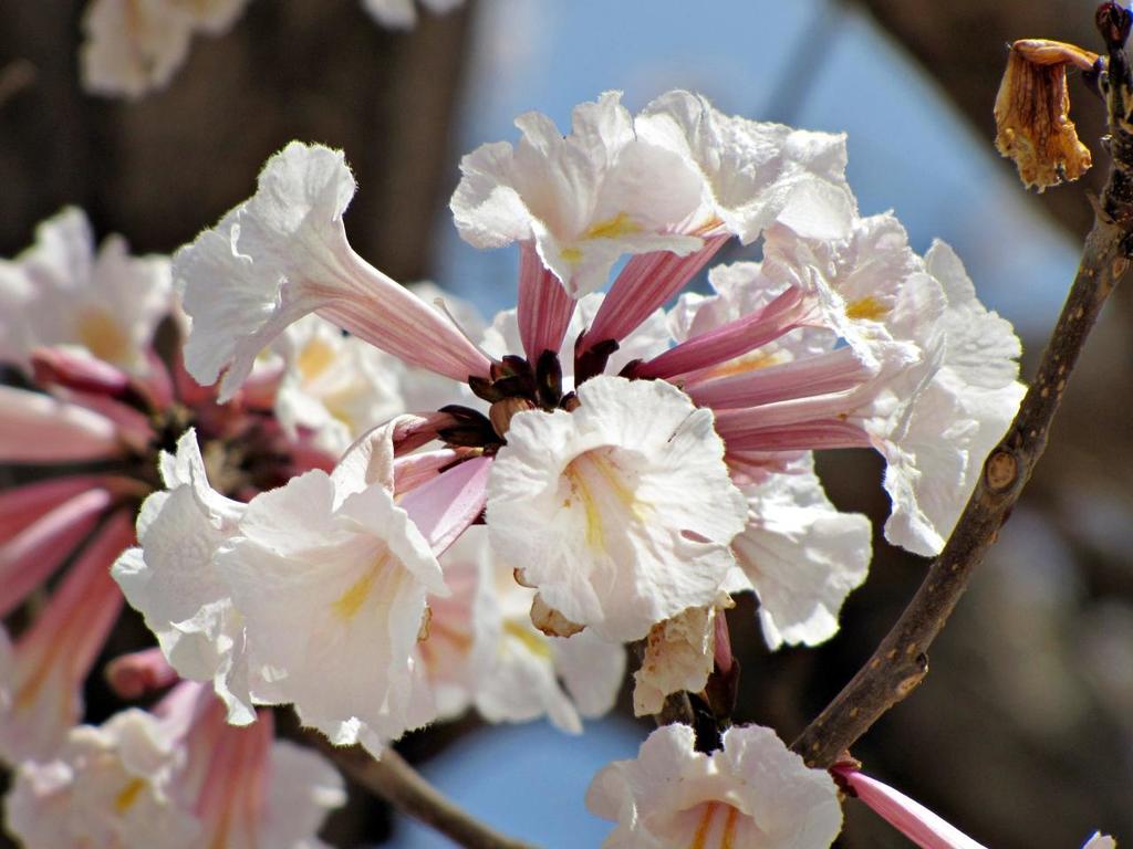 Lapacho blanco