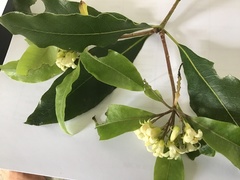 Pittosporum undulatum