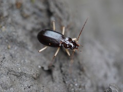 Nebria eschscholtzii