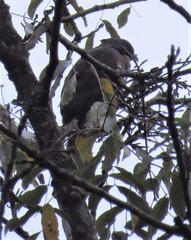 Accipiter trivirgatus