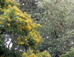 Pterocarpus indicus