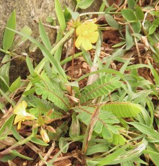 Biophytum sensitivum