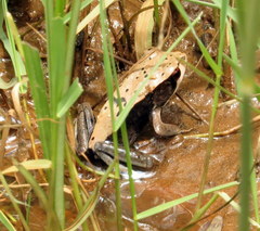 Clinotarsus curtipes