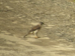 Accipiter virgatus