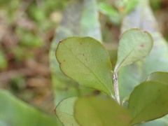 Neomyrtus pedunculata