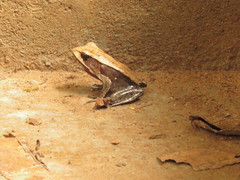 Clinotarsus curtipes