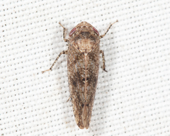 Paraphlepsius tennessus