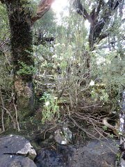 Pimelea gnidia