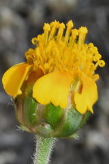 Tridax balbisioides