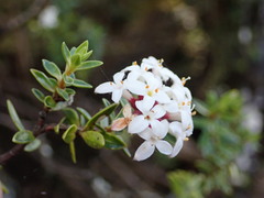Pimelea gnidia