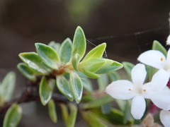 Pimelea gnidia