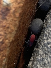 Jadera haematoloma
