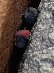 Jadera haematoloma