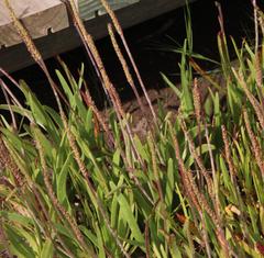 Plantago carnosa