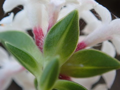 Pimelea gnidia